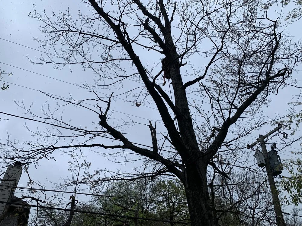 Local lawn mowing service for residential properties across Corsicana, TX - Horton's Tree Services