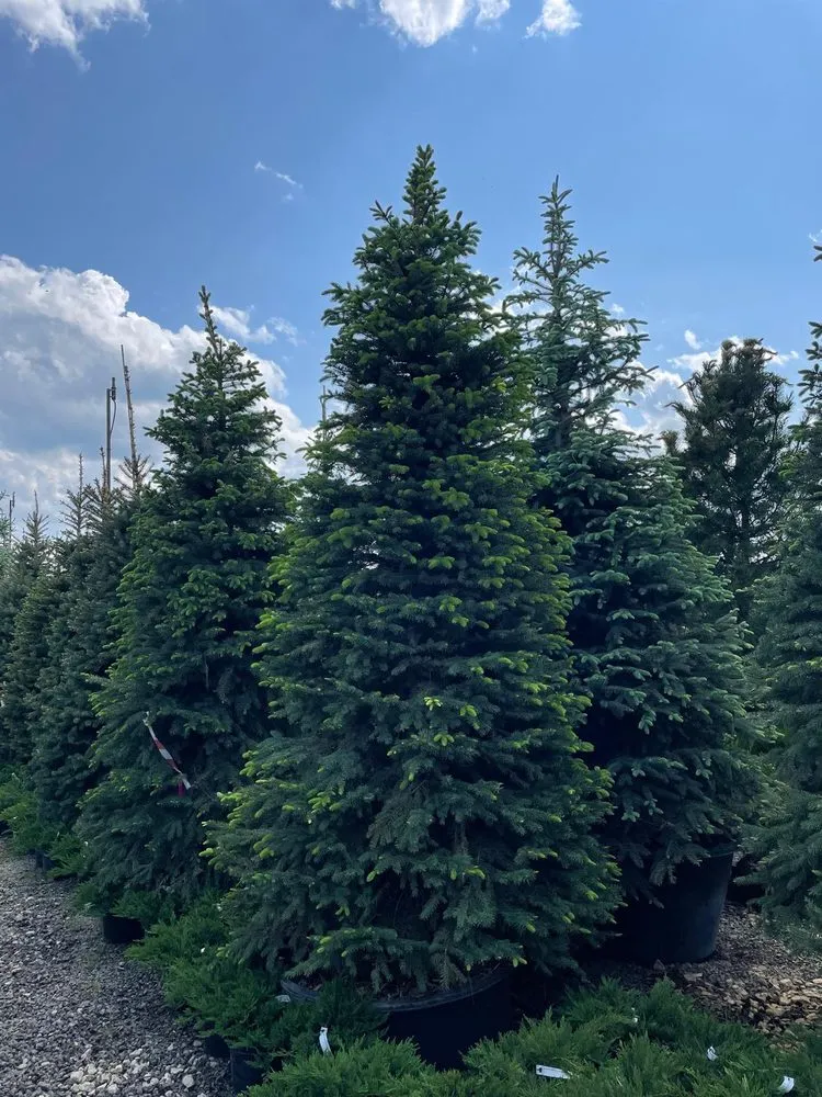 Local yard maintenance in Charlotte, NC by Hortus-Flora