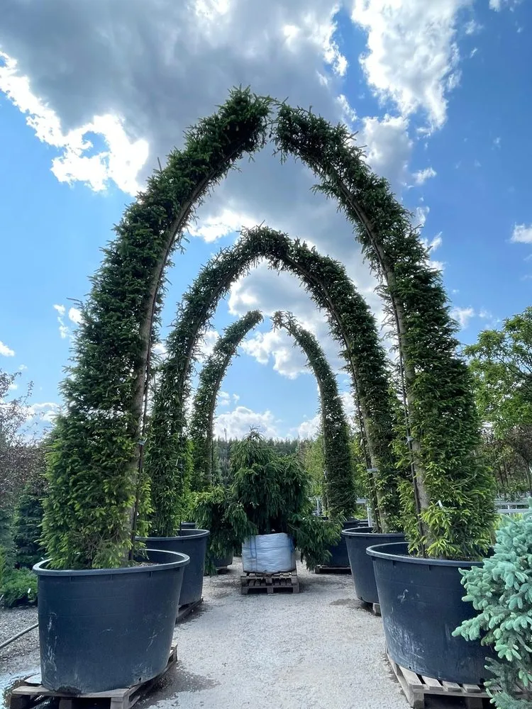 Professional yard cleanup service in Charlotte, NC - Hortus-Flora