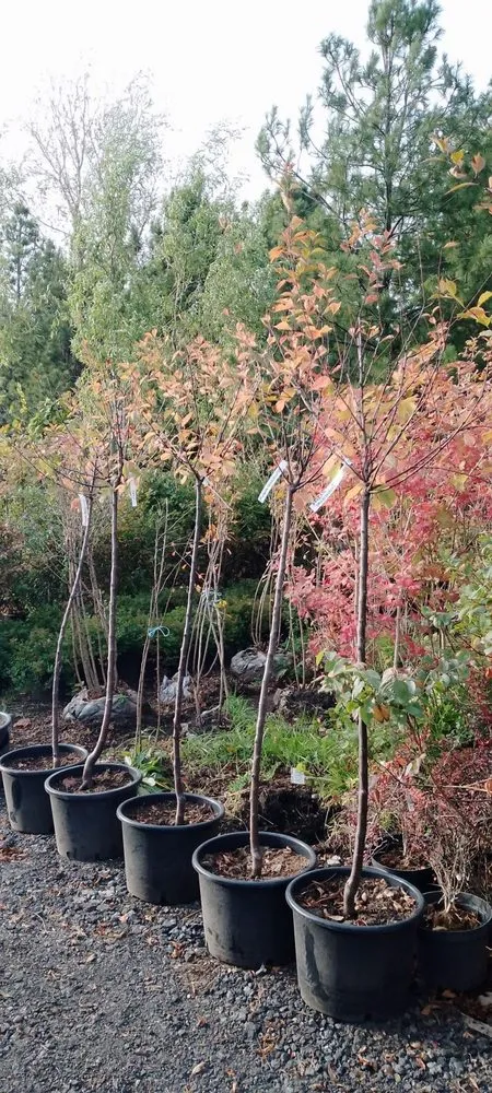 Affordable residential landscaping near you across Charlotte, NC - Hortus-Flora