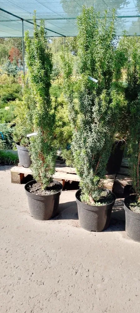 Trusted lawn care service with custom design across Charlotte, NC - Hortus-Flora