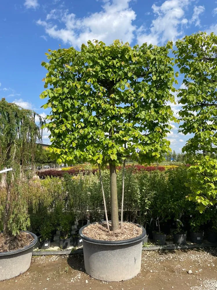 Top-rated lawn care service for year-round maintenance in Charlotte, NC by Hortus-Flora