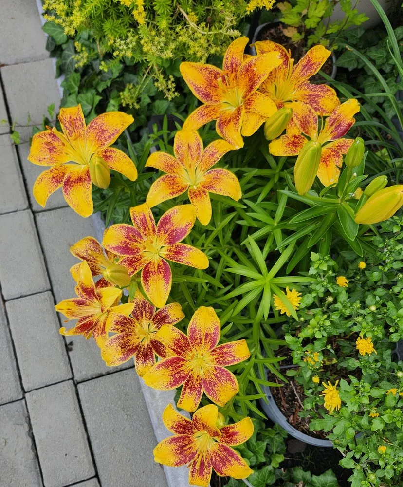 Reliable residential landscaping in Newnan, GA - Hortus Habits