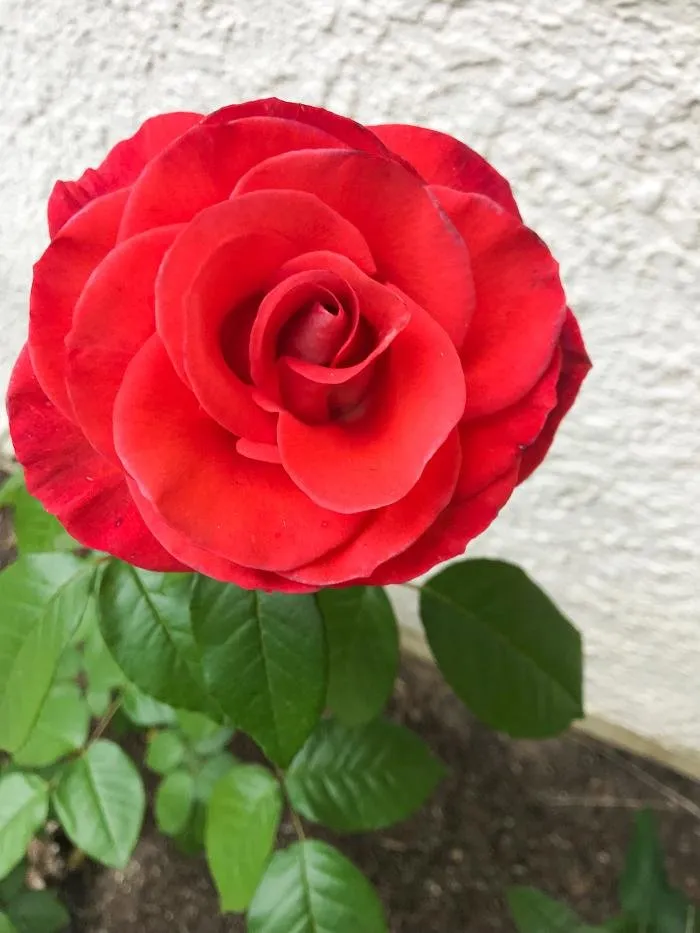 Expert lawn mowing service in Thousand Oaks, CA - Hortus Landscape & Gardening