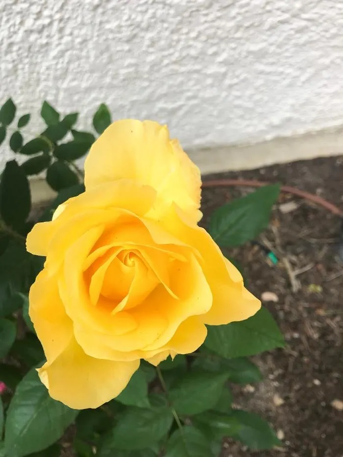 Custom landscaping services for homes across Thousand Oaks, CA - Hortus Landscape & Gardening