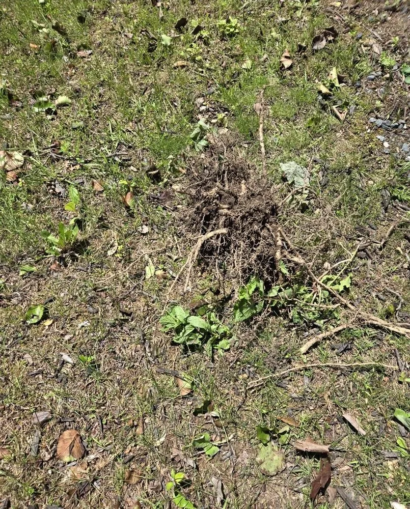 Affordable landscaping services experts serving Abingdon, MD - Horzion home and lawn care