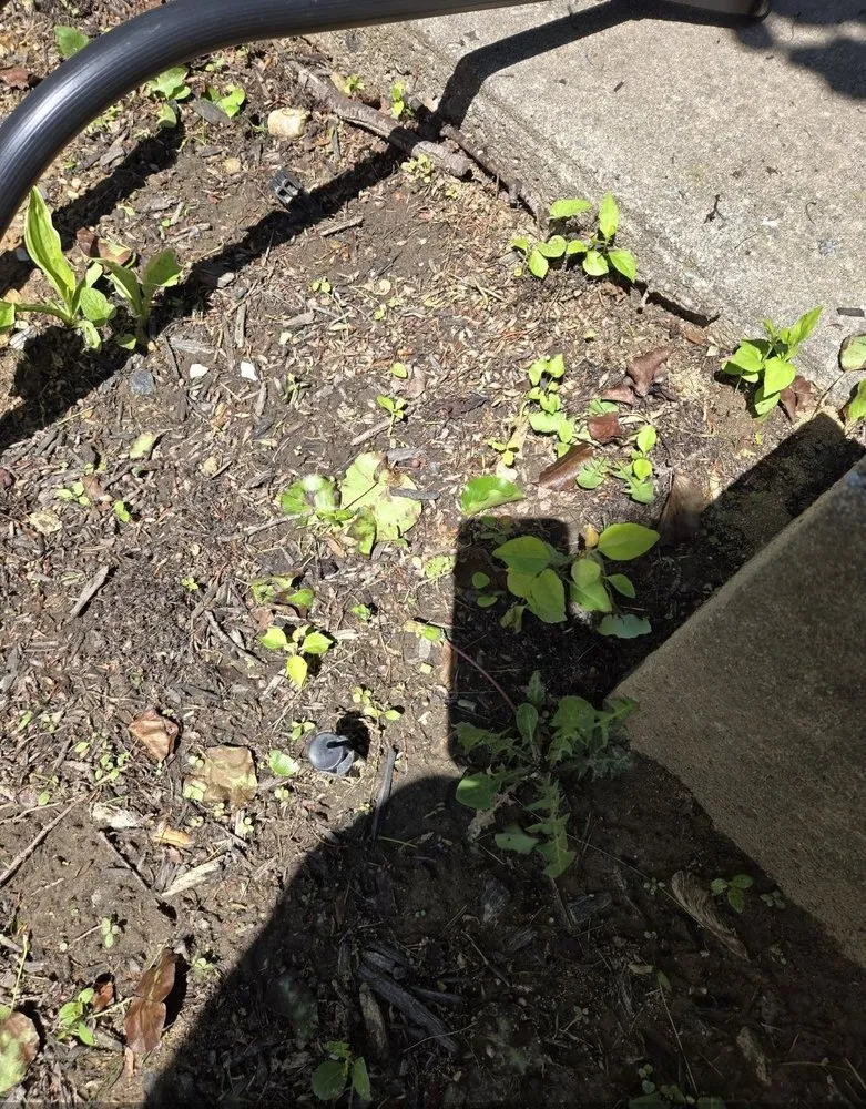 Reliable yard maintenance for beautiful yards in Abingdon, MD by Horzion home and lawn care