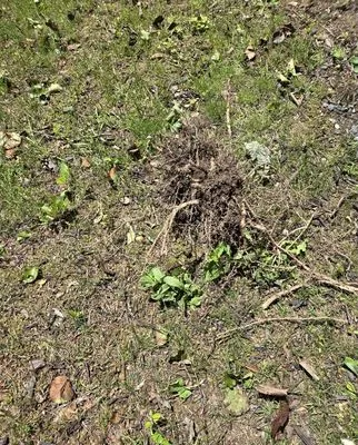 Horzion home and lawn care