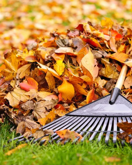 Expert yard cleanup service for outdoor upgrades in Centennial, CO by Ho's Beautiful Gardens