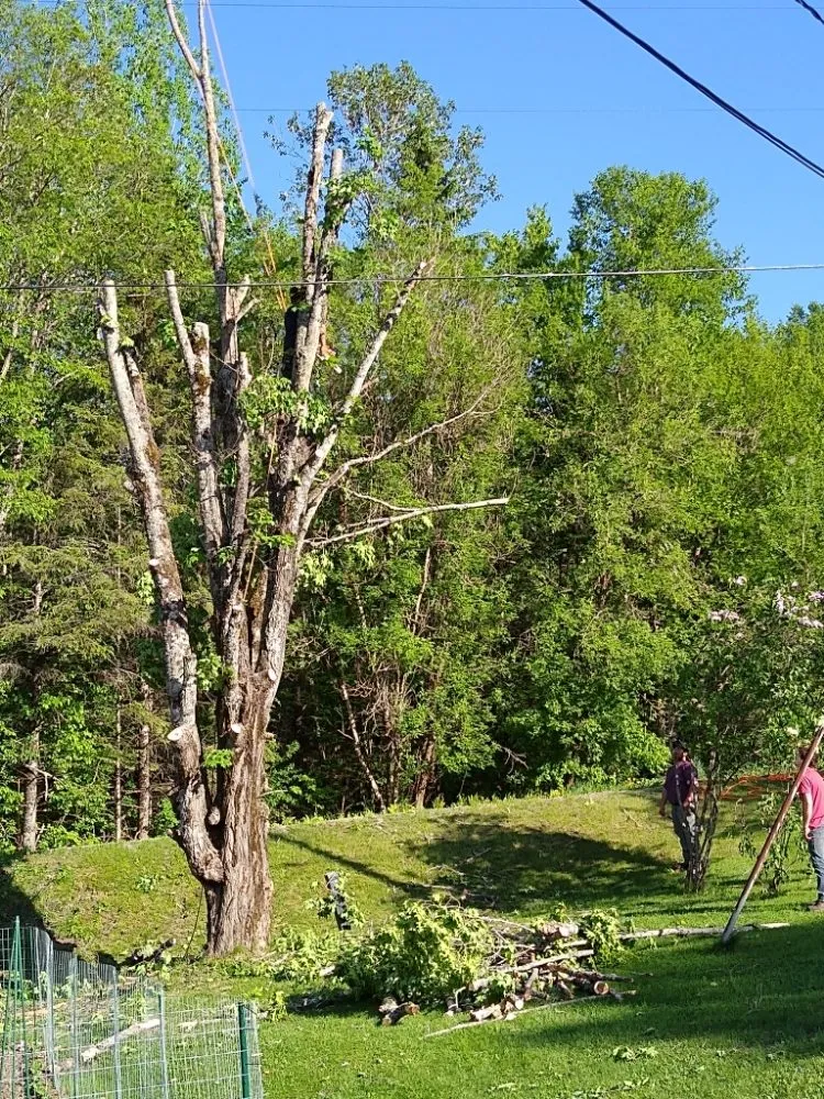 Professional lawn mowing service for outdoor upgrades in Lebanon, NH by Hoshs Tree Service