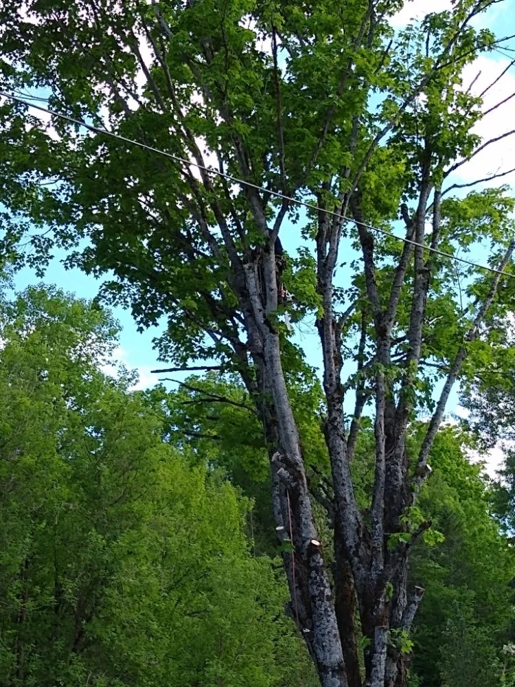 Affordable landscaping services near you across Lebanon, NH - Hoshs Tree Service