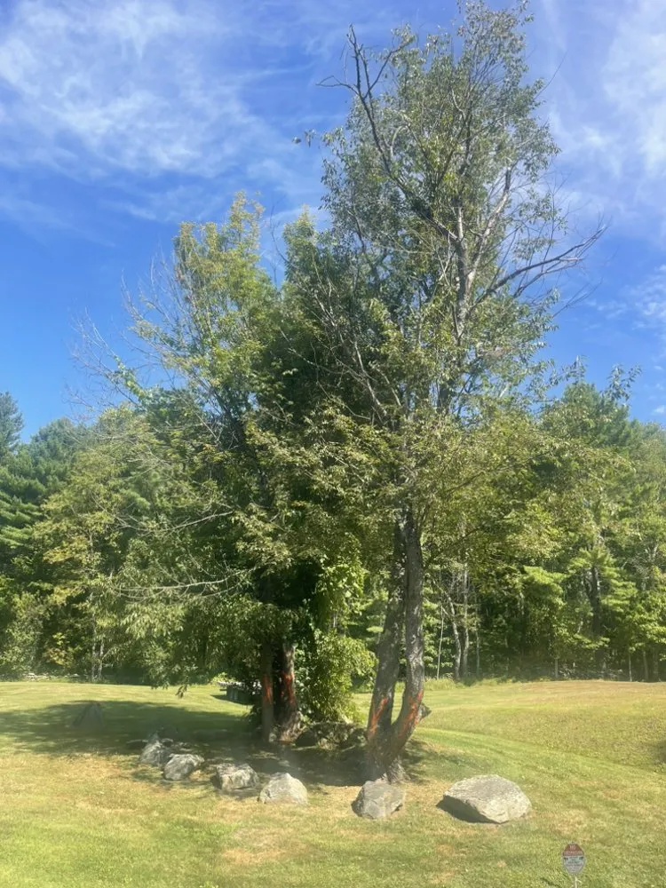 Affordable yard cleanup service for outdoor upgrades in Lebanon, NH by Hoshs Tree Service