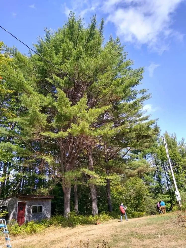 Expert landscaping services in Lebanon, NH - Hoshs Tree Service