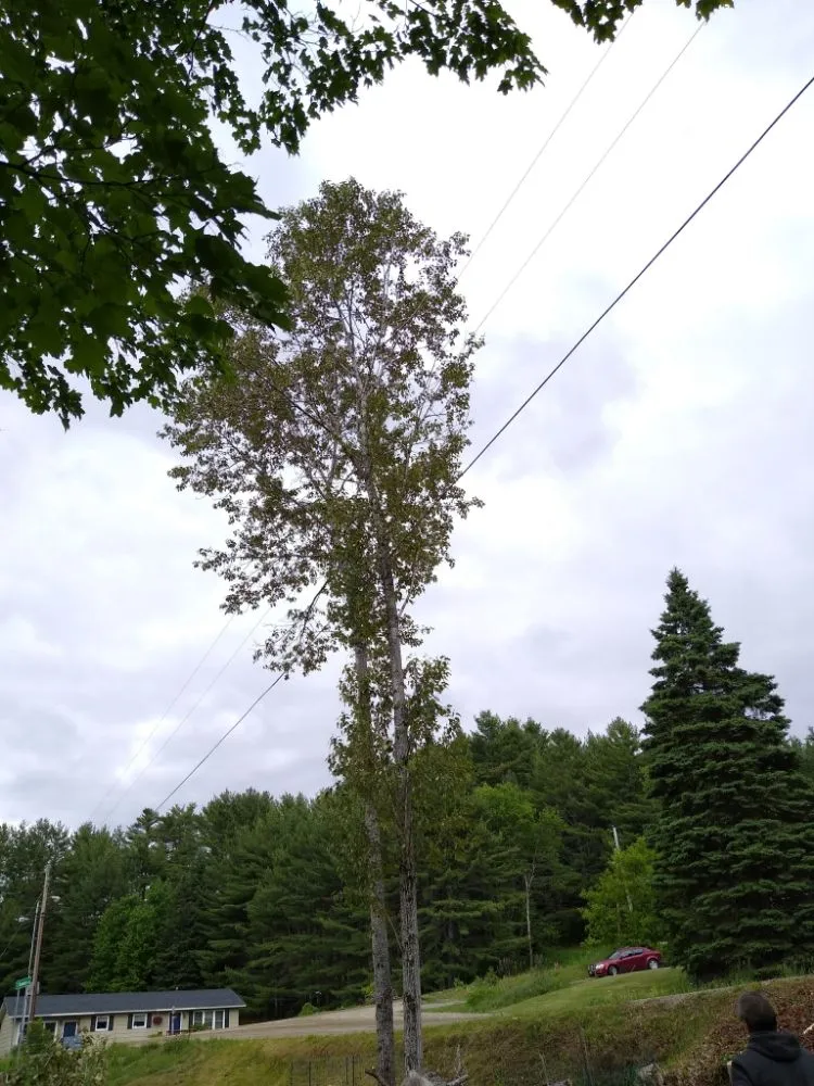 Top-rated landscaping services in Lebanon, NH - Hoshs Tree Service