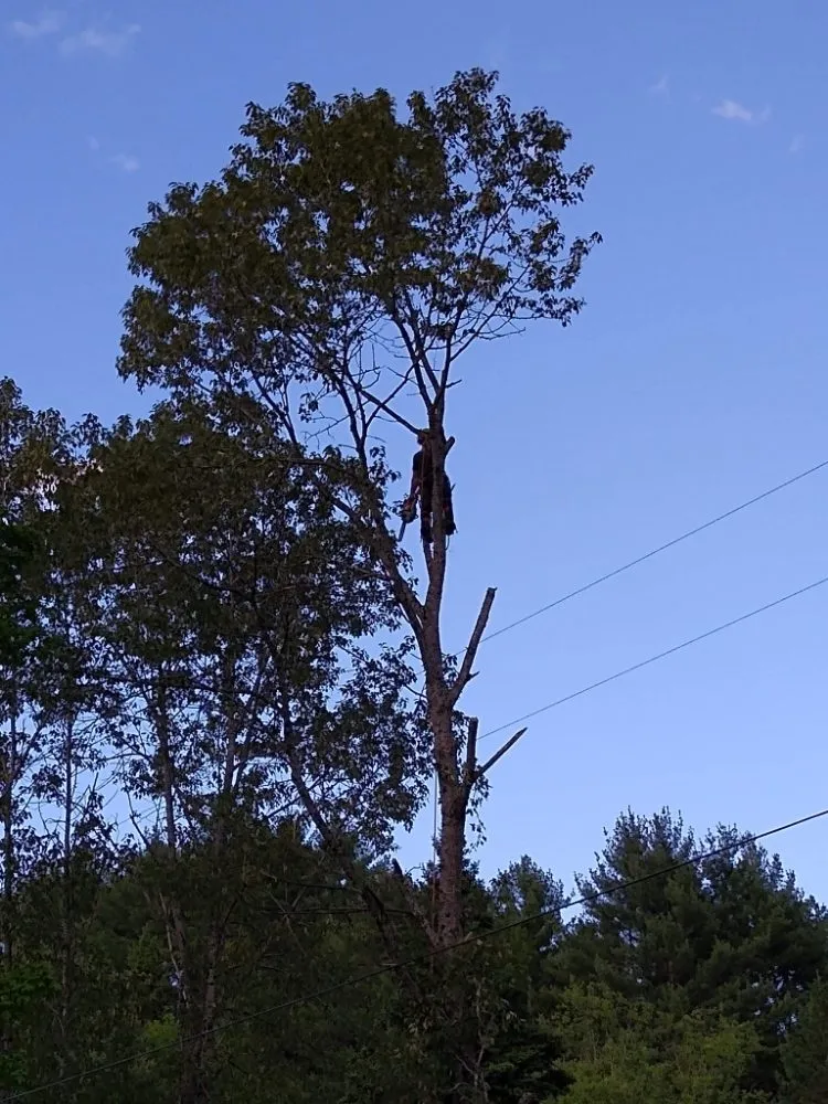 Expert landscaping services experts serving Lebanon, NH - Hoshs Tree Service