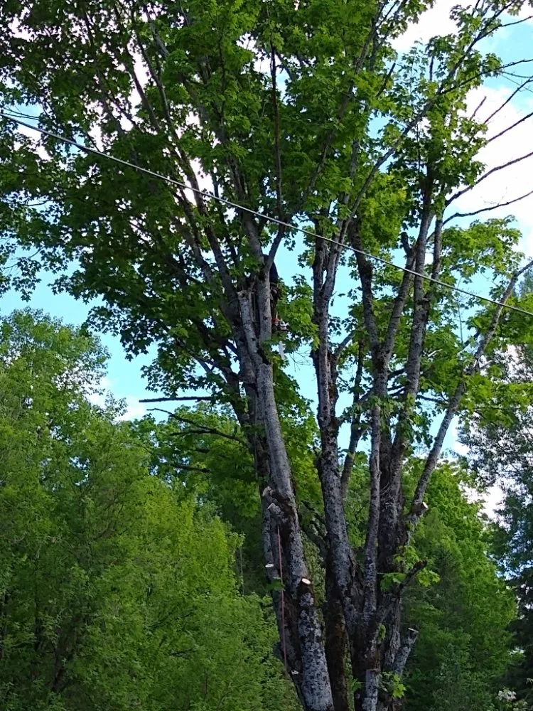 Expert landscape design for year-round maintenance in Lebanon, NH by Hoshs Tree Service