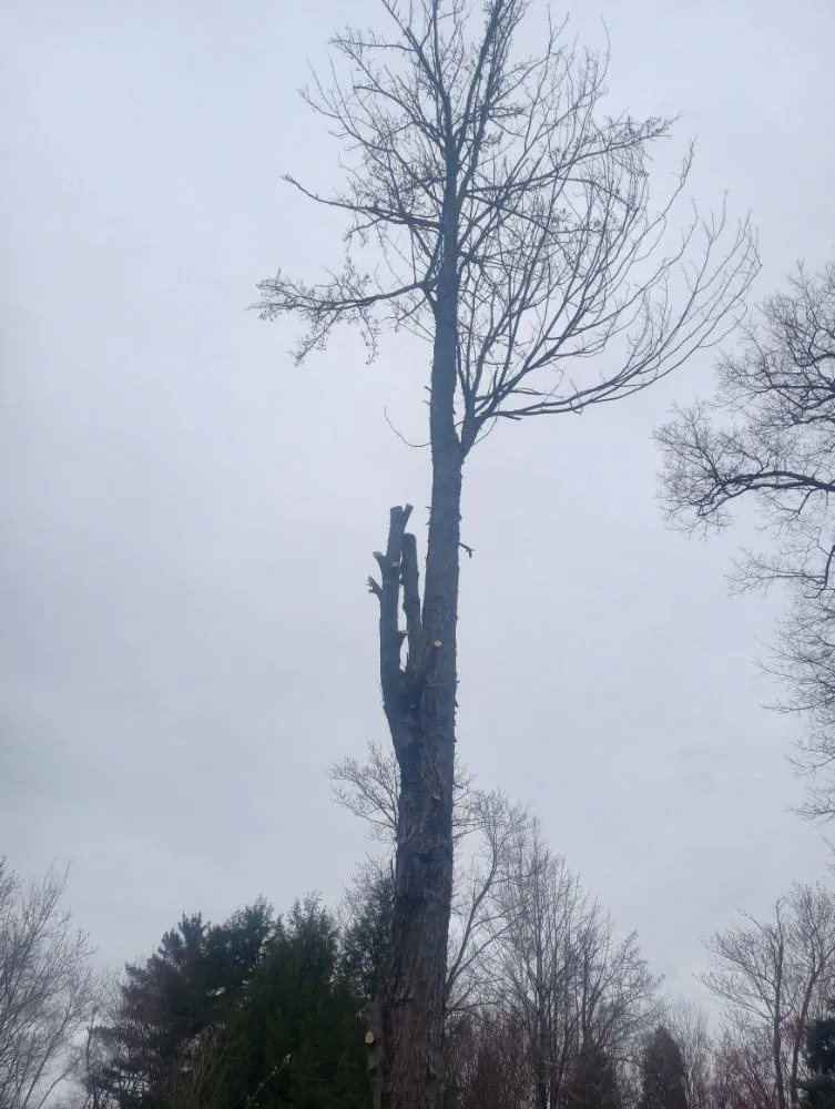 Reliable yard cleanup service for year-round maintenance in Lebanon, NH by Hoshs Tree Service