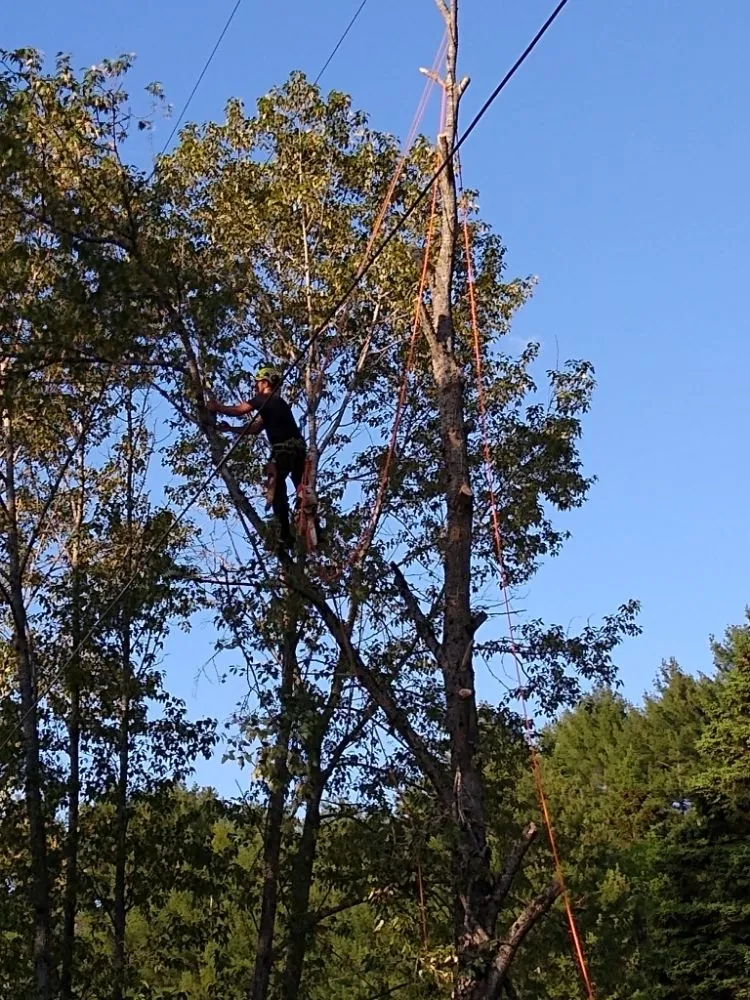 Expert residential landscaping with custom design in Lebanon, NH by Hoshs Tree Service