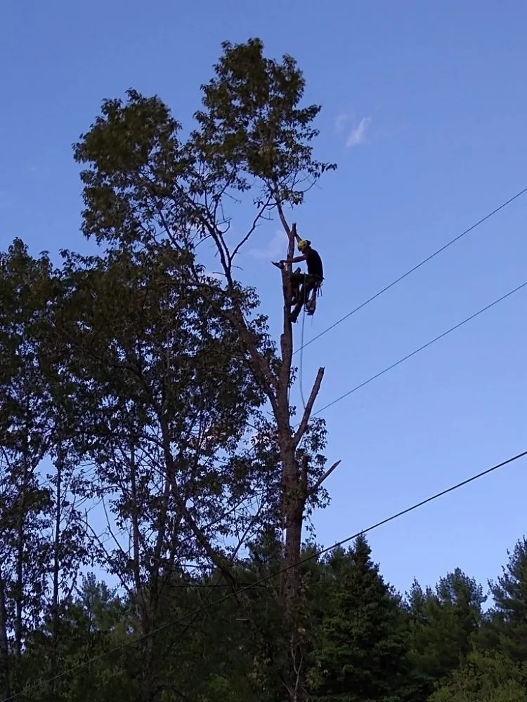 Professional yard maintenance for beautiful yards across Lebanon, NH - Hoshs Tree Service