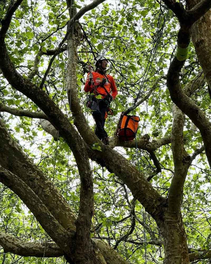 Trusted yard maintenance with custom design in Chester, IL by Hoskin Haus Tree Service & Pressure Washing