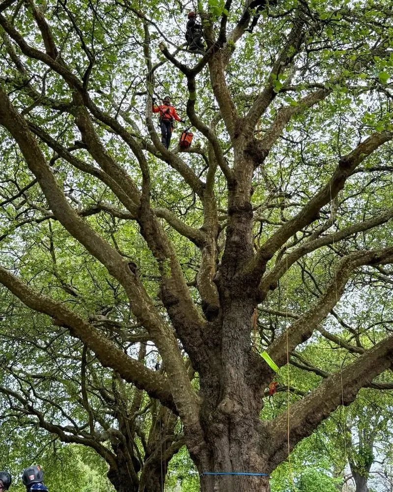 Local landscape installation in Chester, IL - Hoskin Haus Tree Service & Pressure Washing