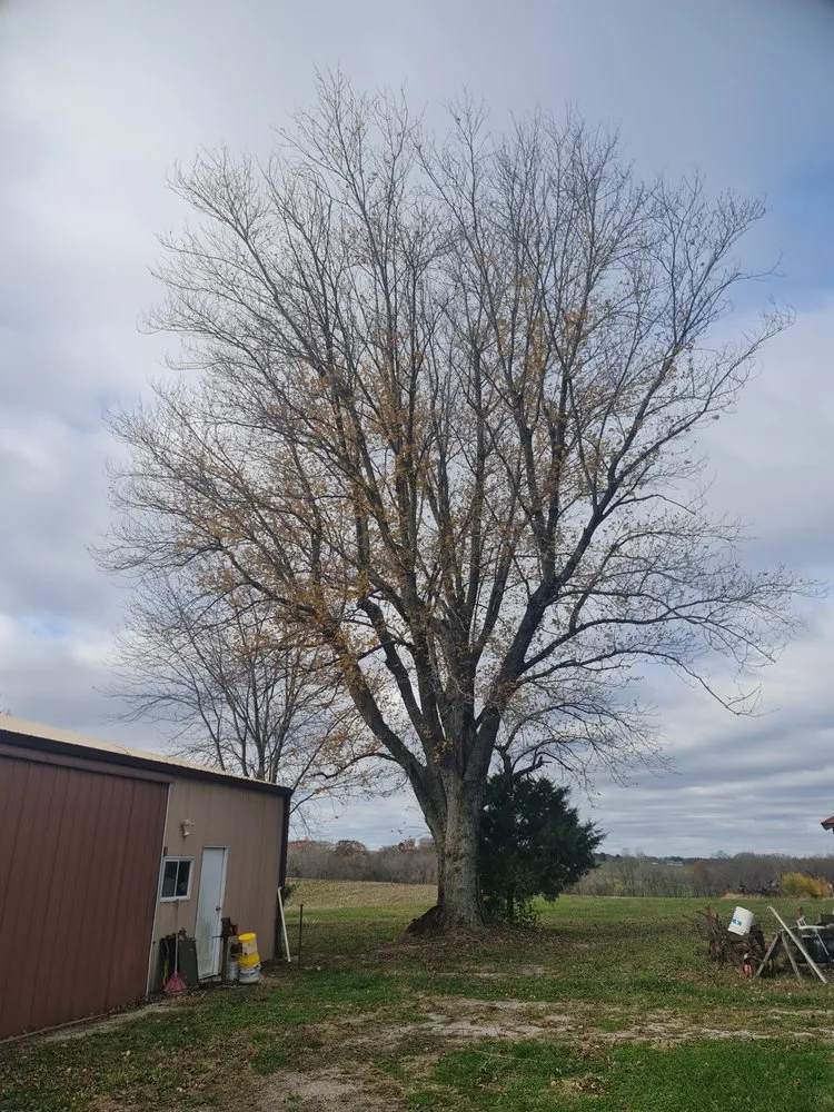 Local landscape design for outdoor upgrades across Chester, IL - Hoskin Haus Tree Service & Pressure Washing