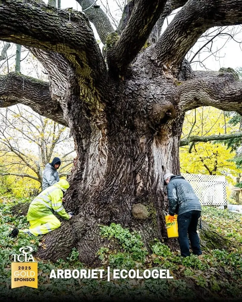 Top-rated yard cleanup service near you across Chester, IL - Hoskin Haus Tree Service & Pressure Washing