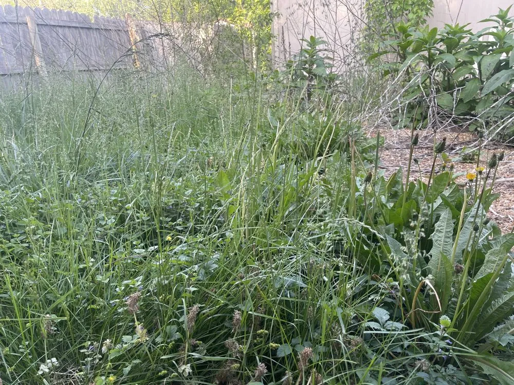 Affordable landscape installation in Springfield, MO - Hoskins Lawn Care