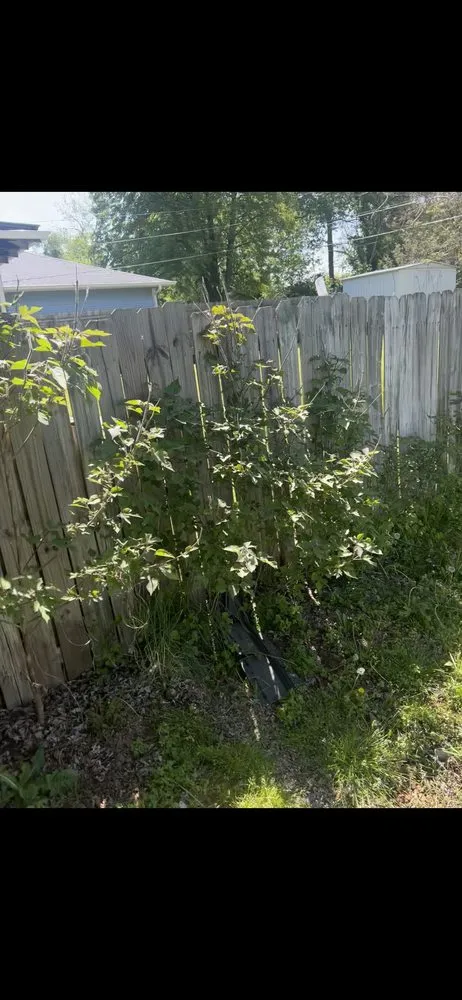 Custom lawn mowing service for outdoor upgrades in Springfield, MO by Hoskins Lawn Care