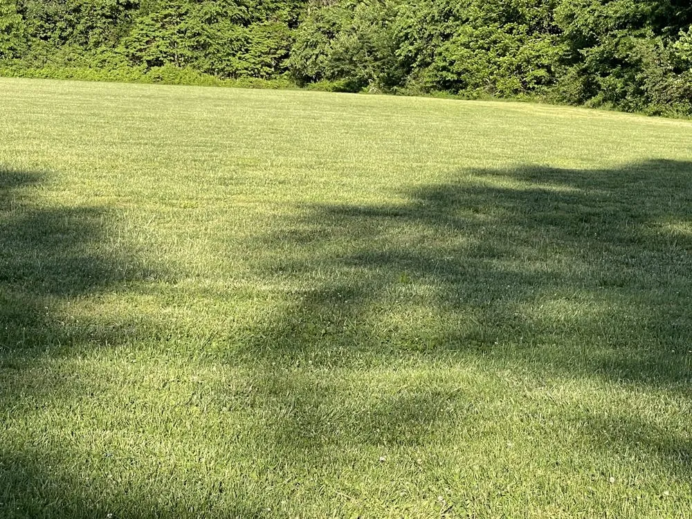 Local yard cleanup service in Springfield, MO by Hoskins Lawn Care