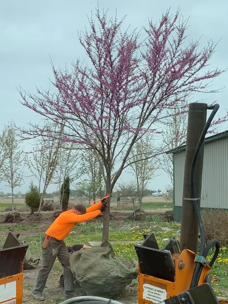 Local landscape design near you in Batavia, IL by Hoss Tree Farm