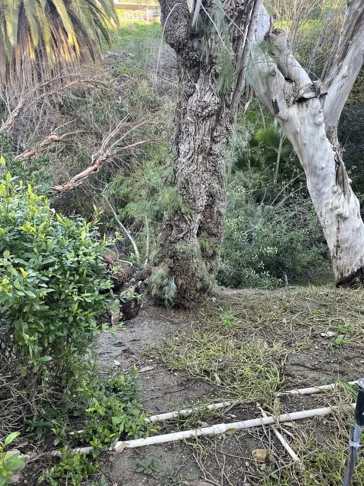 Expert lawn care service for beautiful yards in Norco, CA by Hot Line Property Services