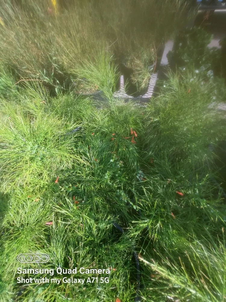 Top-rated outdoor landscaping for homes in Tucson, AZ by Hot Mess Cleaning & Landscape Services