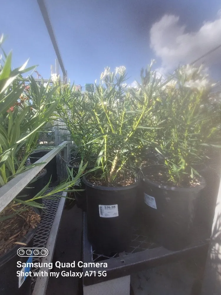 Reliable residential landscaping experts serving Tucson, AZ - Hot Mess Cleaning & Landscape Services