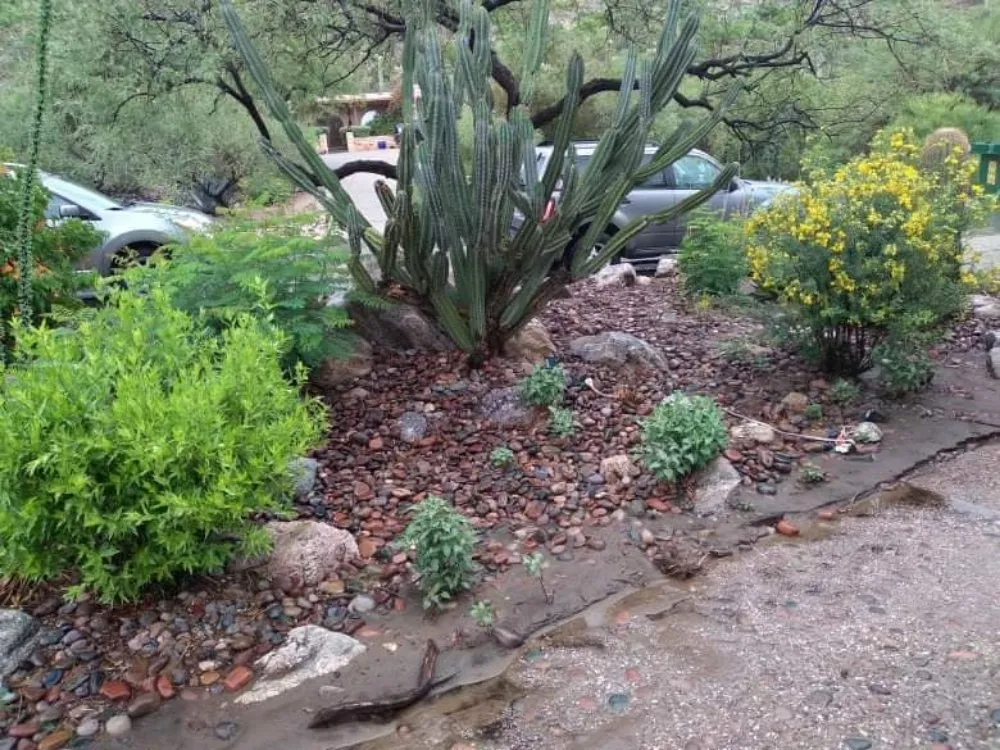 Affordable lawn mowing service in Tucson, AZ - Hot Mess Cleaning & Landscape Services