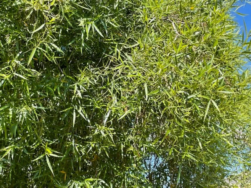 Expert lawn care service in Tucson, AZ - Hot Mess Cleaning & Landscape Services