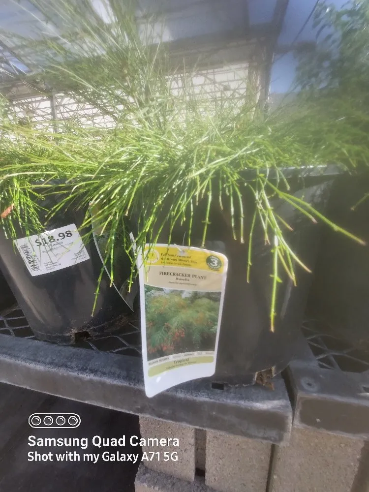 Trusted yard maintenance in Tucson, AZ by Hot Mess Cleaning & Landscape Services