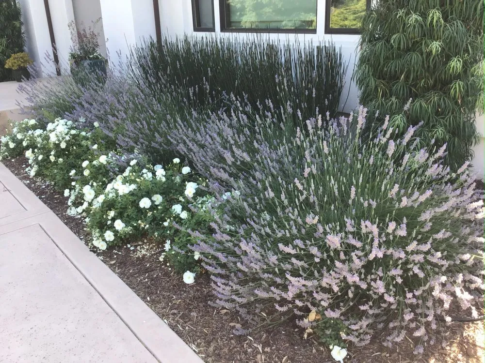 Trusted landscaping services in San Martin, CA by Houle LM