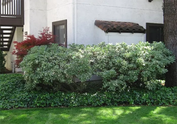 Professional residential landscaping near you across San Martin, CA - Houle LM