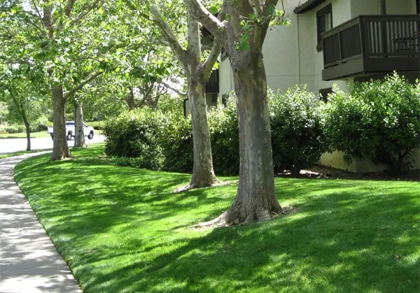 Local residential landscaping for beautiful yards across San Martin, CA - Houle LM
