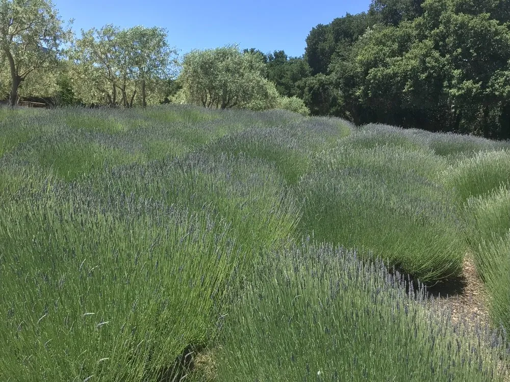 Affordable yard maintenance near you in San Martin, CA by Houle LM