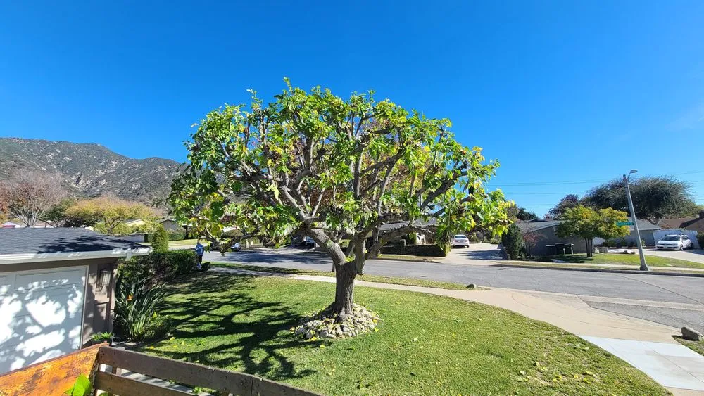 Reliable residential landscaping in San Fernando Valley, CA - House Face