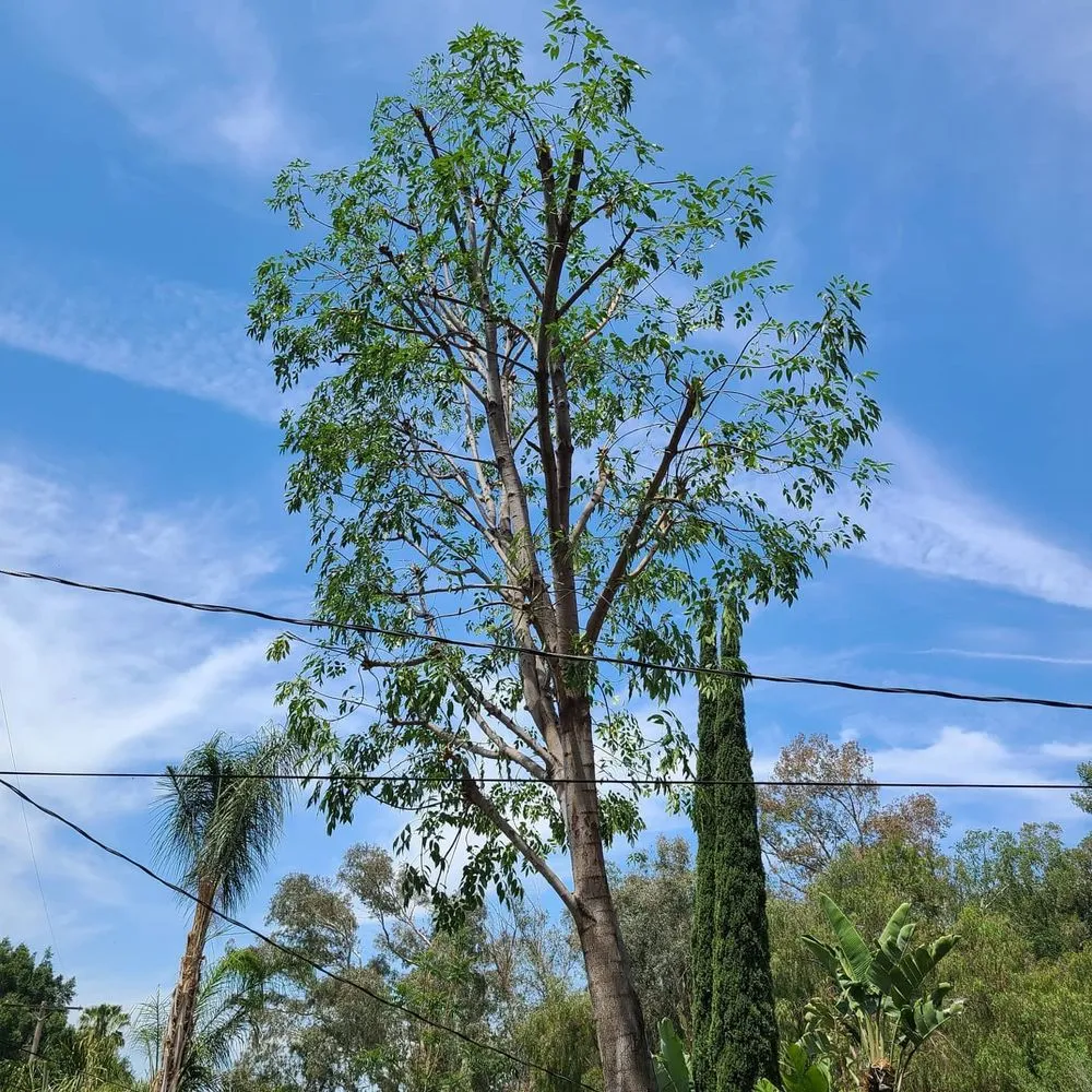 Affordable garden landscaping in San Fernando Valley, CA - House Face