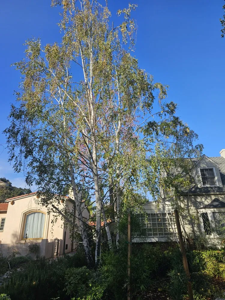 Reliable lawn care service for outdoor upgrades across San Fernando Valley, CA - House Face