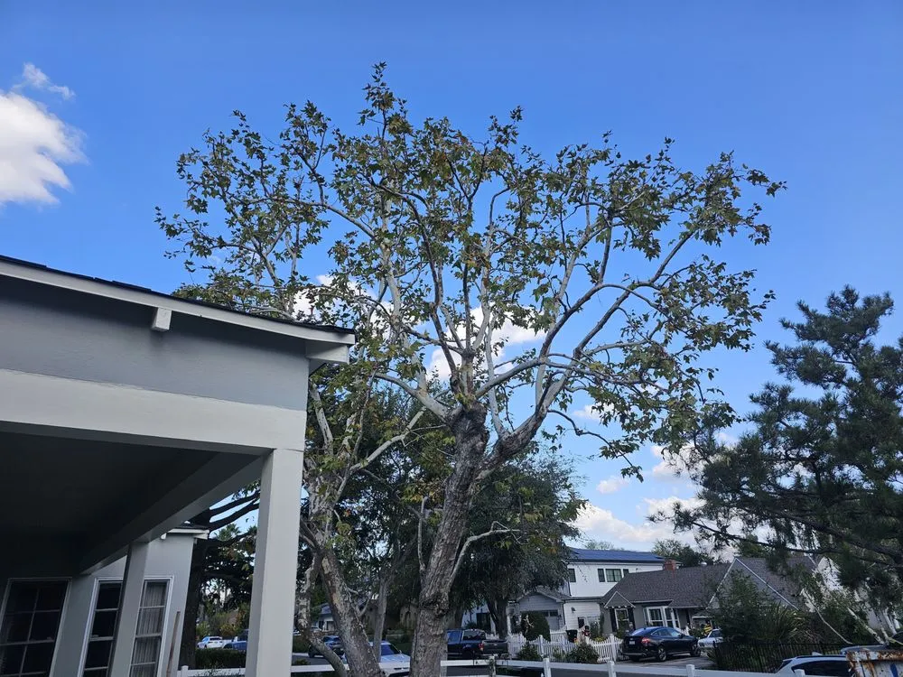 Reliable landscape design with custom design in San Fernando Valley, CA by House Face