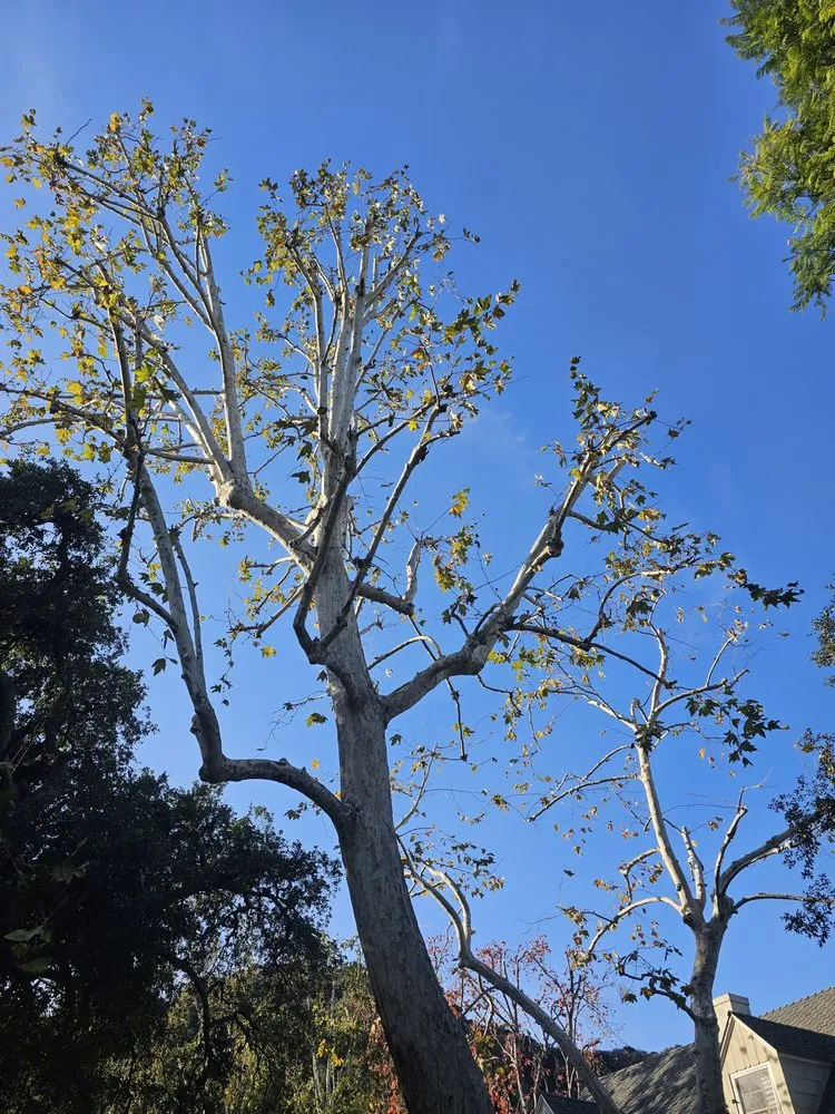 Trusted landscape design in San Fernando Valley, CA - House Face