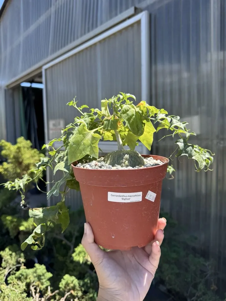 Trusted landscape design in Lakewood, CA by House of Bonsai