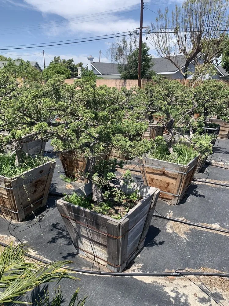 Custom residential landscaping in Lakewood, CA by House of Bonsai