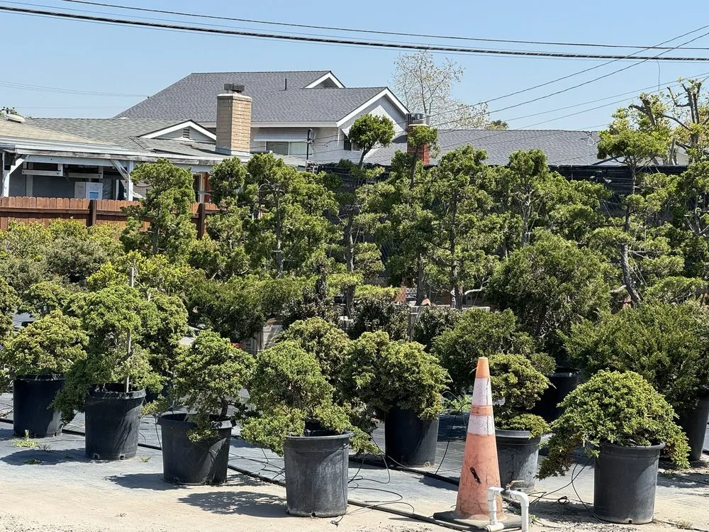 Expert yard cleanup service for outdoor upgrades in Lakewood, CA by House of Bonsai