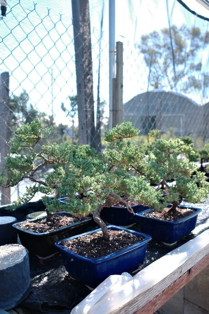 Professional lawn mowing service near you across Lakewood, CA - House of Bonsai